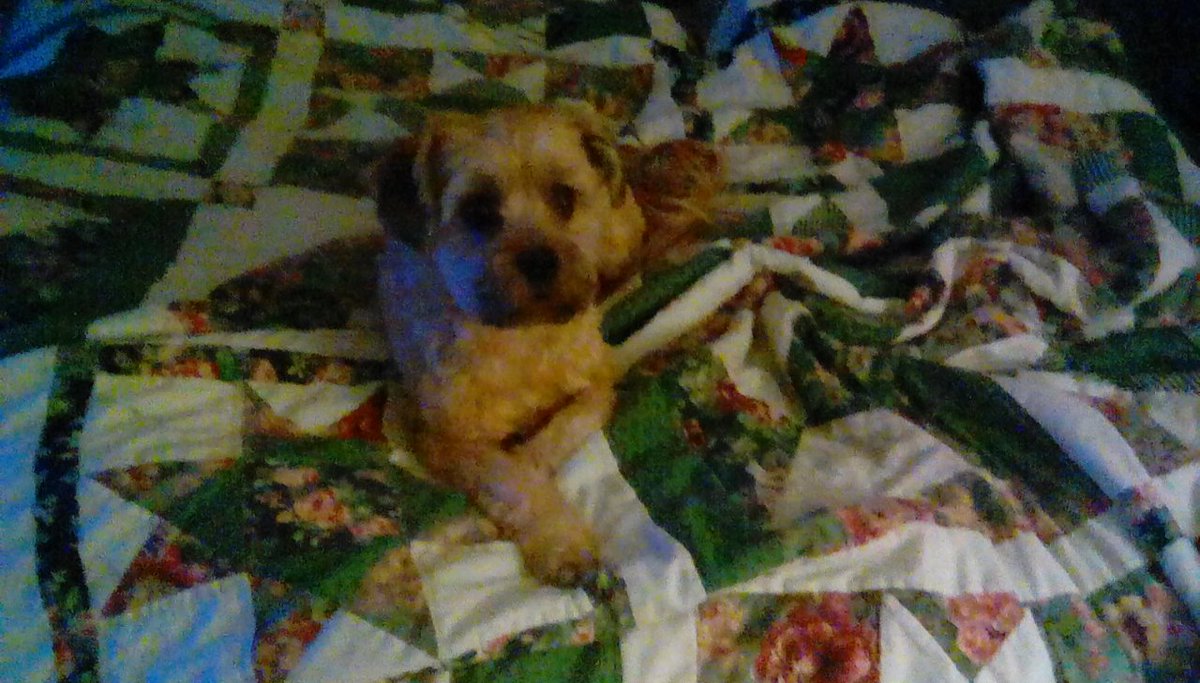 JustxJessica's tweet photo. This little boy scared me half to death when he was choking on a piece of ice then vomited up his dinner on my bed...all is good now, he is helping me make the bed up after washing sheets and blankets. #stopscaringme #thatfacethough https://t.co/1w8ge1v8Of