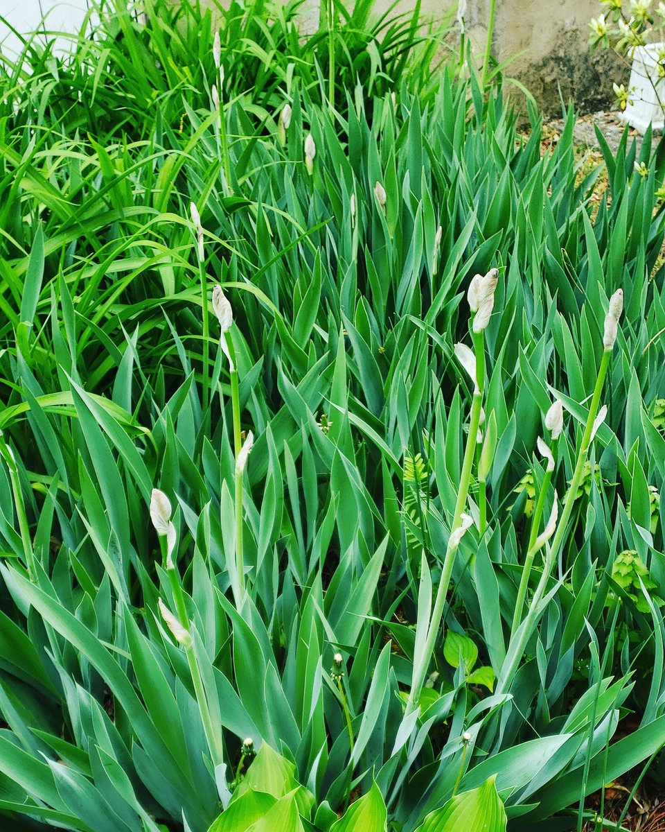 Debmitch63's tweet image. #springinvirginia #spring #iris