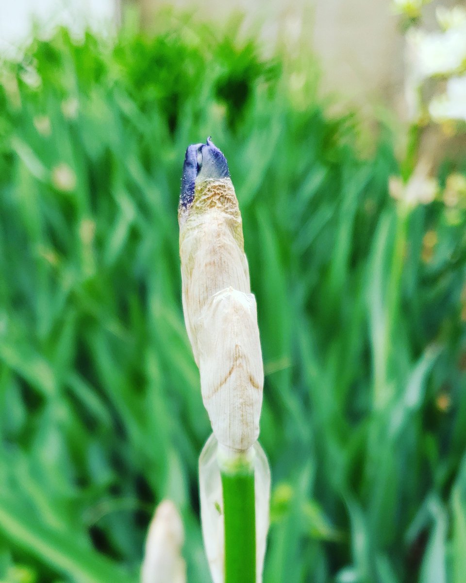 Debmitch63's tweet image. #springinvirginia #spring #iris