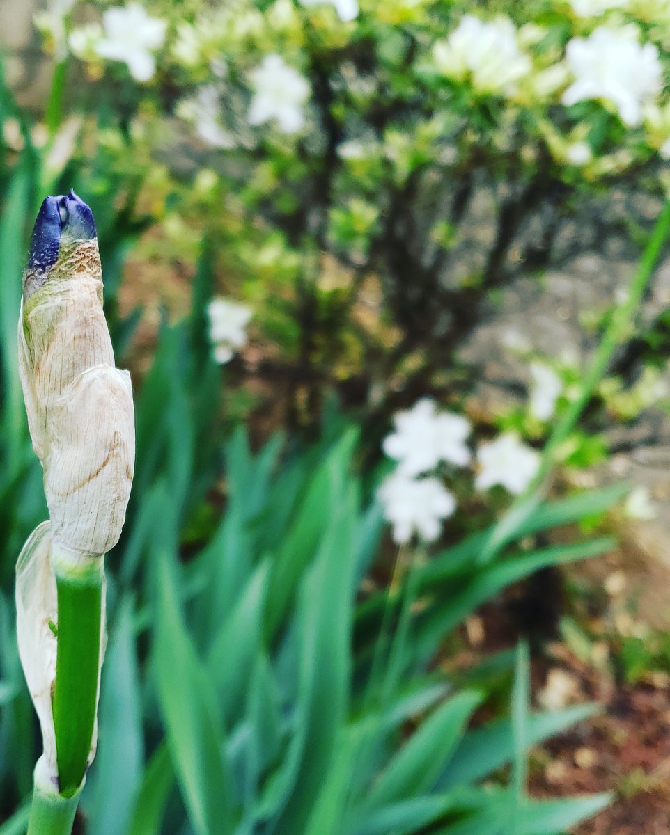 Debmitch63's tweet image. #springinvirginia #spring #iris