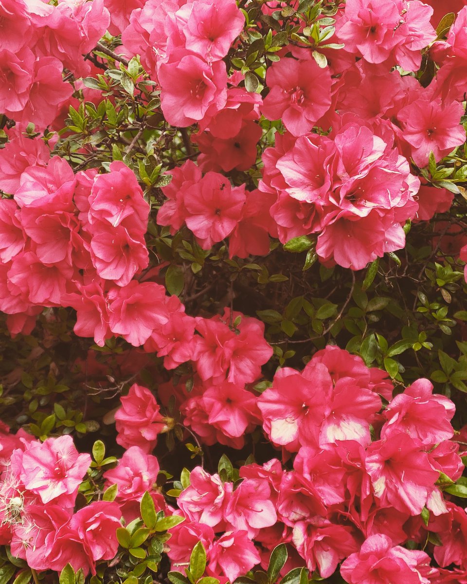 Debmitch63's tweet image. #springinvirginia #spring #flowers