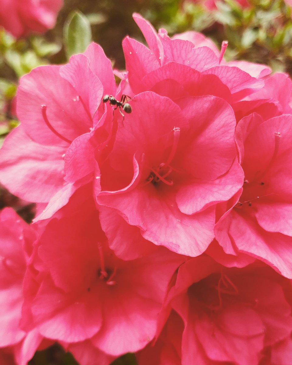 Debmitch63's tweet image. #springinvirginia #spring #flowers