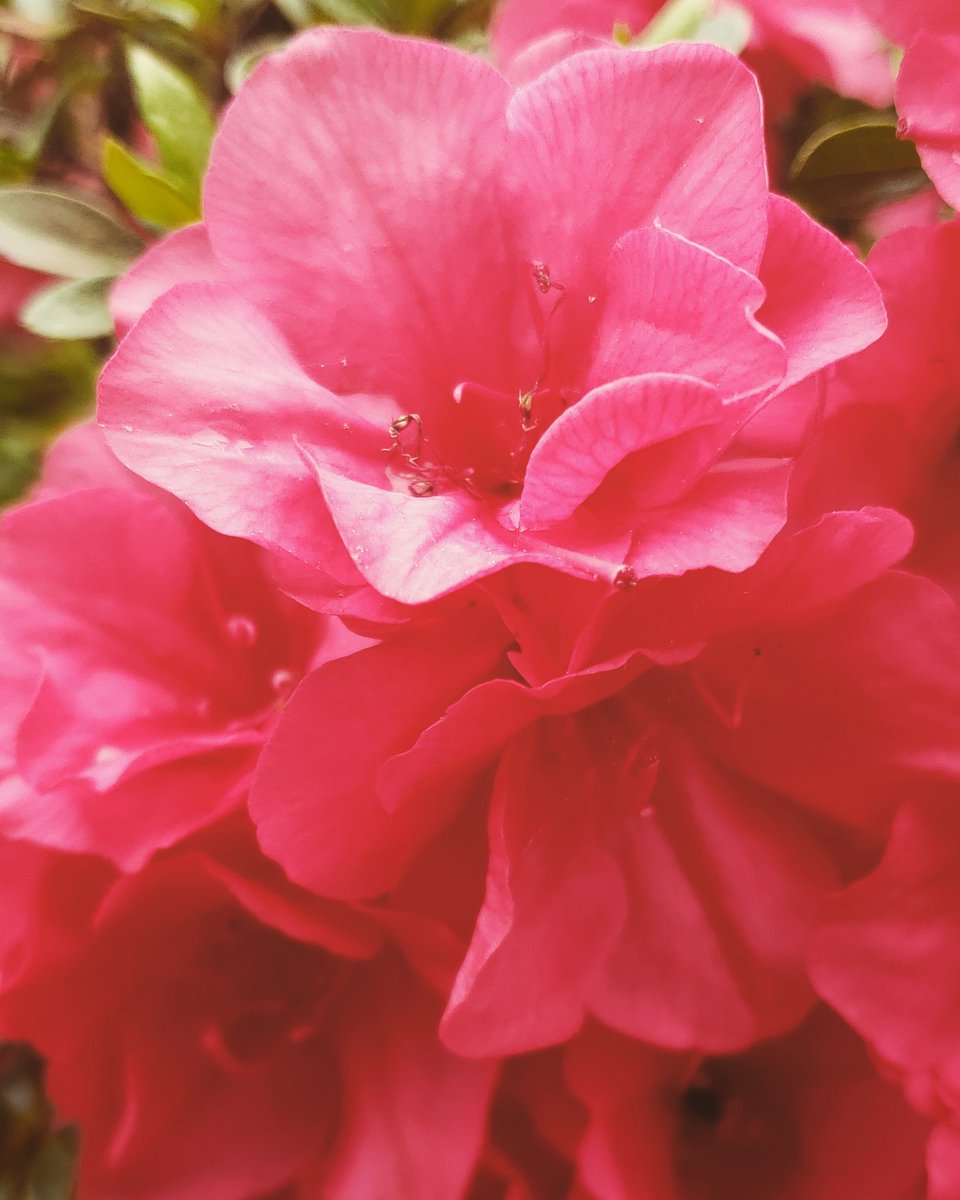 Debmitch63's tweet image. #springinvirginia #spring #flowers