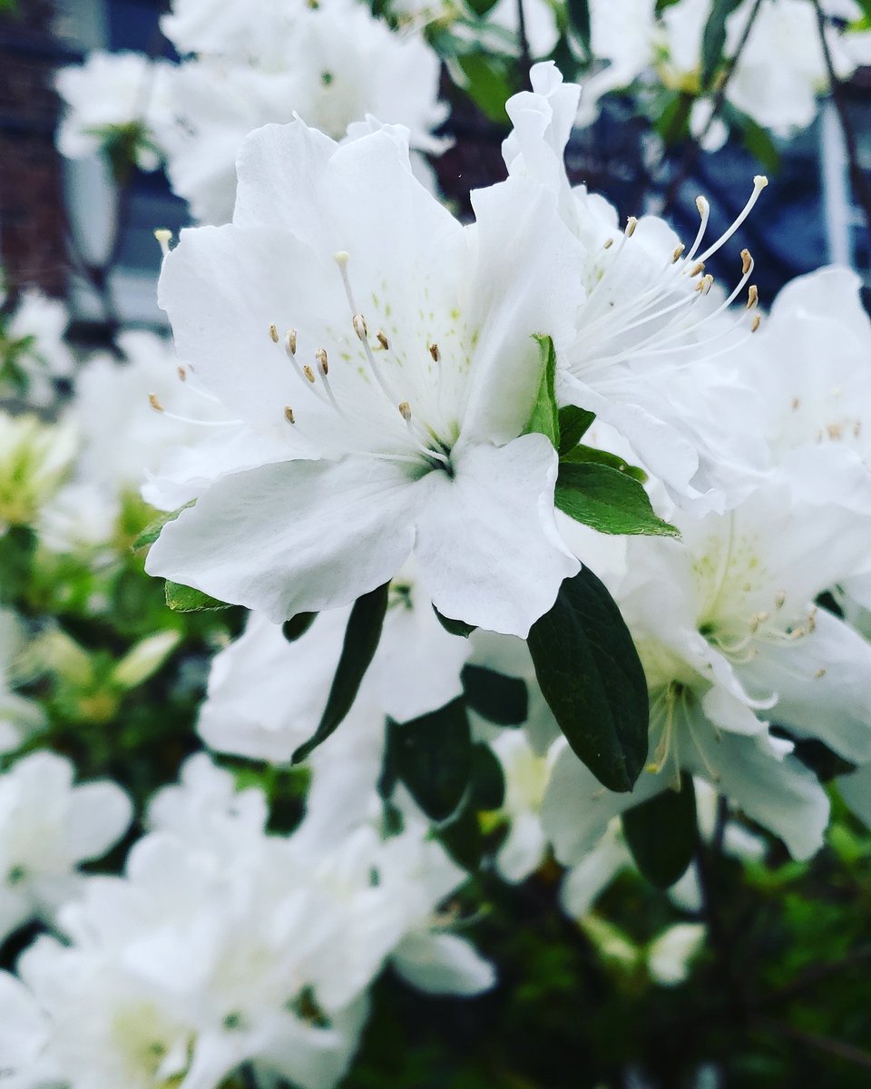 Debmitch63's tweet image. #springinvirginia #spring #flowers