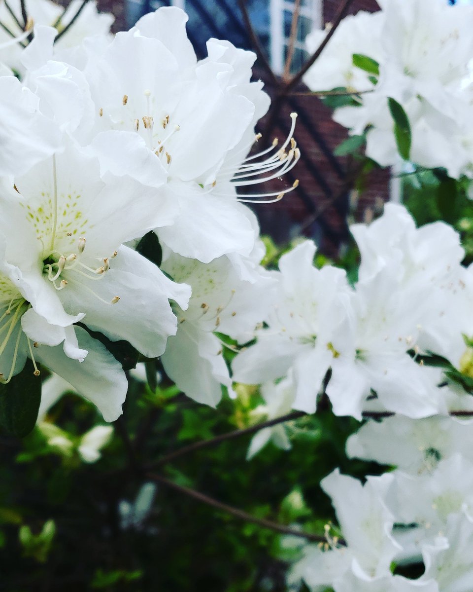 Debmitch63's tweet image. #springinvirginia #spring #flowers