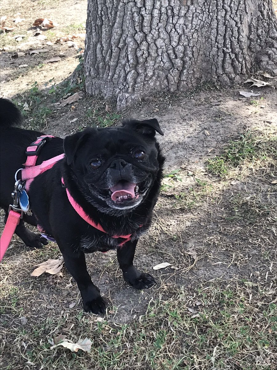 CocothePug2's tweet photo. #PostMalone #puglife #djashba #lovepugs #adventurepug #AvengerPugs #axl_rose #SlashProtectsAnimals #SlashWildLife #pugs #pugsoftwitter #pugchat #pugdashians @GraceMcKagan @DuffMcKagan #bestfriend https://t.co/Cor3uXNZPl