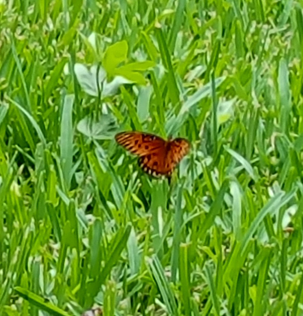 HippieChic712's tweet photo. #GreenSchoolsRecognitionProgram #GreenisJambaGreat #CrosspointeElem https://t.co/Cz1RmwJ4zv