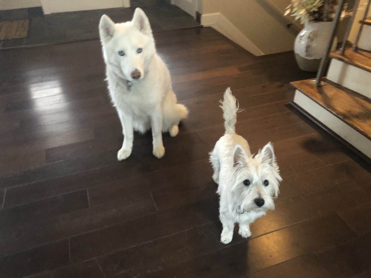 kmarienthal78's tweet photo. @GHardstark Willow &amp; Polly 😘 https://t.co/aTB2o5STXL
