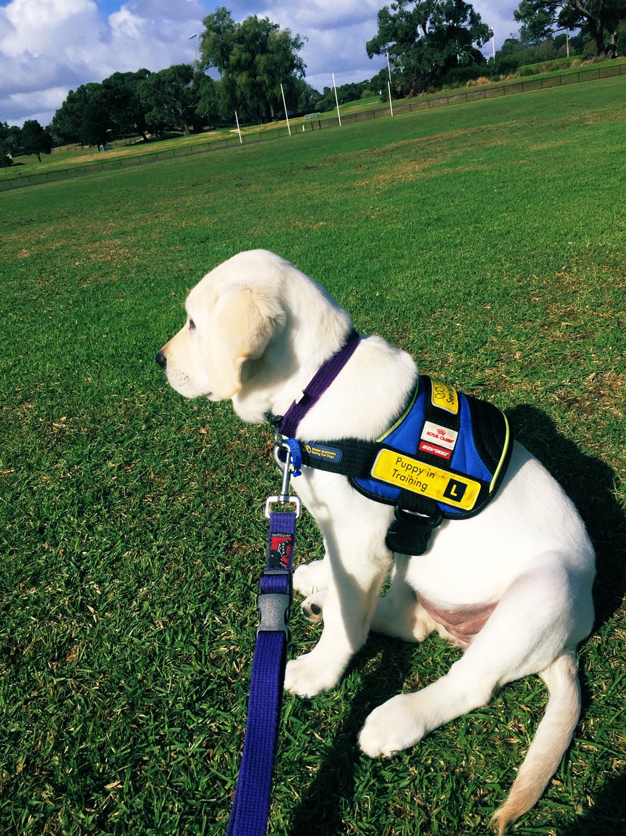 sashafritchley's tweet photo. Jackie has successfully completed her first week at school. She has settled in and has even been out to sport. The staff and students have done very well to let her practice her training whilst she is wearing her coat. @VASeeingEyeDogs #puppyintraining #labrador #GivingBack https://t.co/OFVq1pBTgt