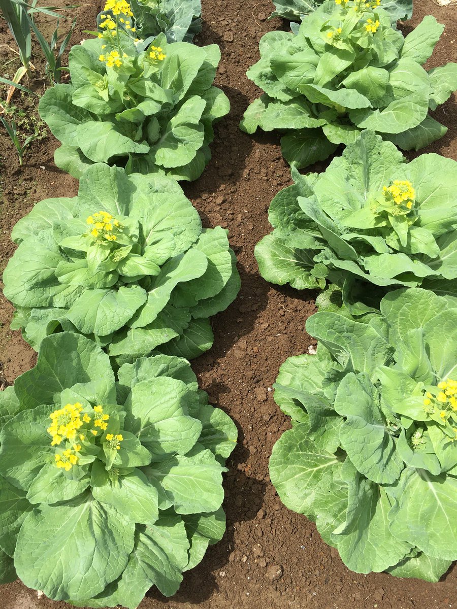 白菜の切り方 ためして ガッテン4種類 開水白菜作り方や鍋のレシピ うららかな毎日のための情報