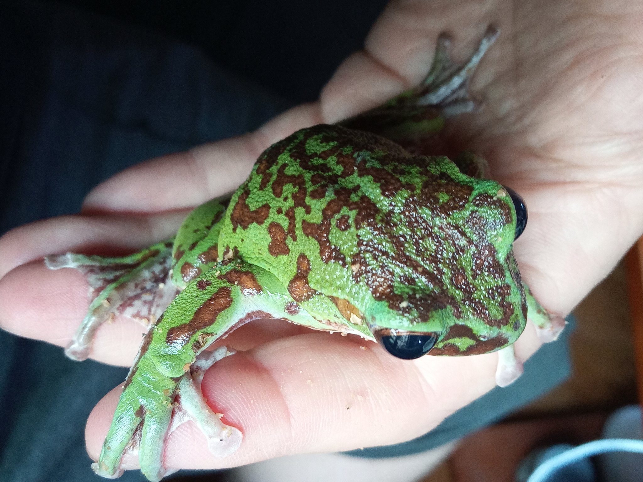 あぎ 仮 カエルを探せ どれがカエルかわかるかなー ペット モリアオガエル カエル 両生類 丸いペット 実は掃除機が混じってます T Co Ym3txhuct0 Twitter
