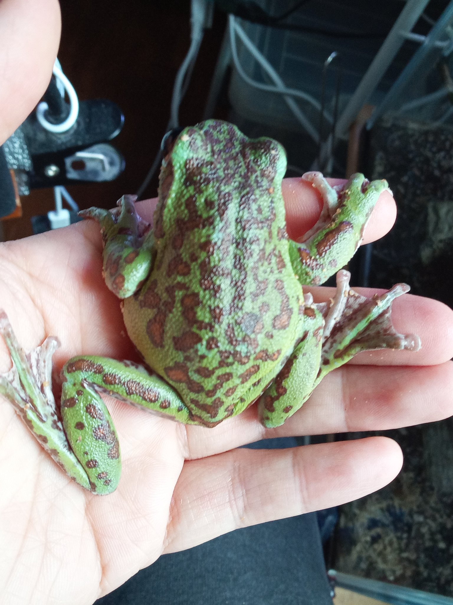 あぎ 仮 カエルを探せ どれがカエルかわかるかなー ペット モリアオガエル カエル 両生類 丸いペット 実は掃除機が混じってます T Co Ym3txhuct0 Twitter