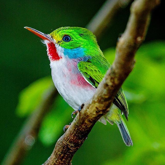 zapapics's tweet photo. One of the most beautiful birds of the Americas, the little Cuban Toddy! #cuba  #cubanbirds #centralamerica #naturephotography  #wildlifephotography #wildlife #birdphotography #naturalistguide #nature #naturephotographer #naturephotography #zapapics #poc… https://t.co/pENjOQAGUd https://t.co/BTuDv8iiKL