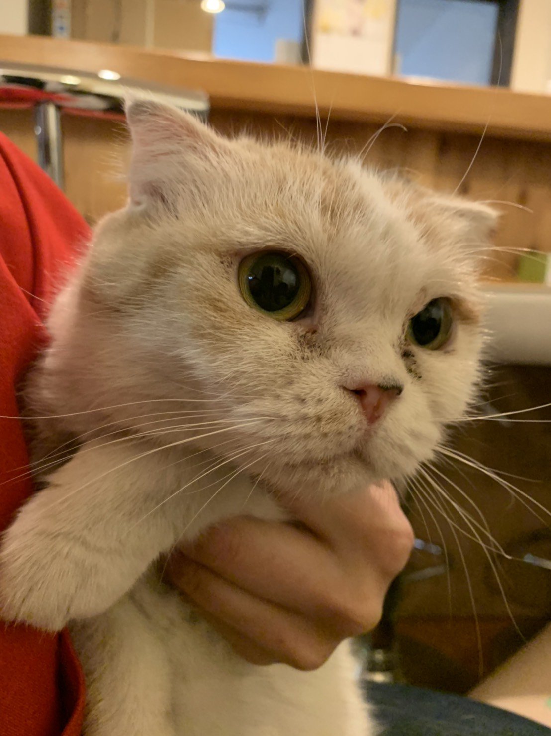 保護猫カフェ鶴橋店 ２階 元保護猫カフェマンチカン 里親募集 スコティッシュフォールド ポッケ 15 1 29生まれ ポッケちゃんはまだ 里親募集中 です 06 4307 4715 保護猫カフェ 保護猫 猫カフェ スコティッシュ スコ 里親 猫