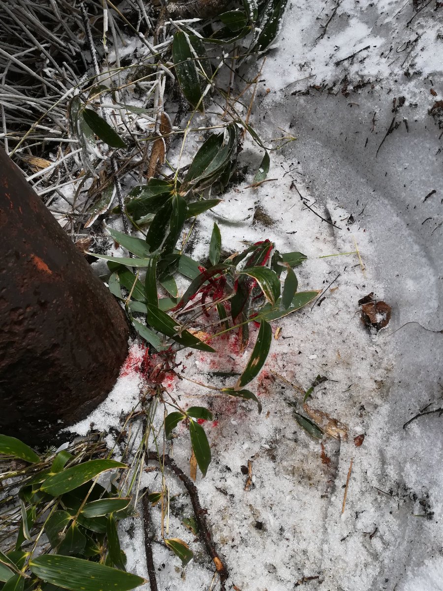 滑落 登山 死と隣合わせの日本最難関コースに溢れる登山者 山岳ガイドが感じた危機感(加藤智二)