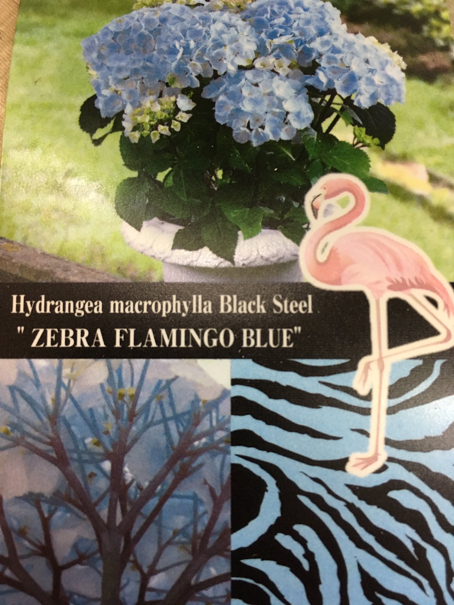 かつて花屋だった何か 紫陽花 ゼブラブルー フラミンゴレインボー ブラックスチール ゼブラ は白色の花と黒い茎との対比が個性的なアジサイです そのゼブラシリーズから優しい色合いが時間とともに少しずつ変わって長く楽しめる品種フラミンゴ