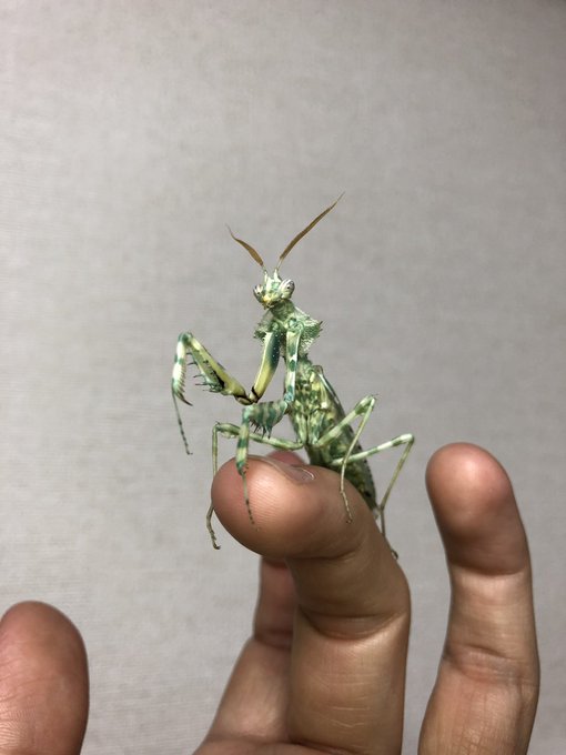 ニセハナマオウカマキリのtwitterイラスト検索結果 ニセハナマオウカマキリのtwitterイラスト検索結果