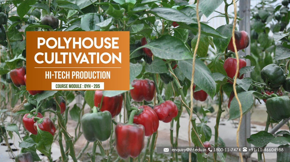 IHT_Edu's tweet photo. Polyhouse Cultivation (Hi-Tech Production) Training
https://t.co/KFrtGWrsYD
Poly-house Vegetable Production 
For More DetailsVisit : https://t.co/kqbVoaE07T
#polyhouse #greenhouse https://t.co/ViUNcXPUpg #polyhousecultivation #hitechproduction #vegetableproduction #vegetables https://t.co/JYN8sm0PFp