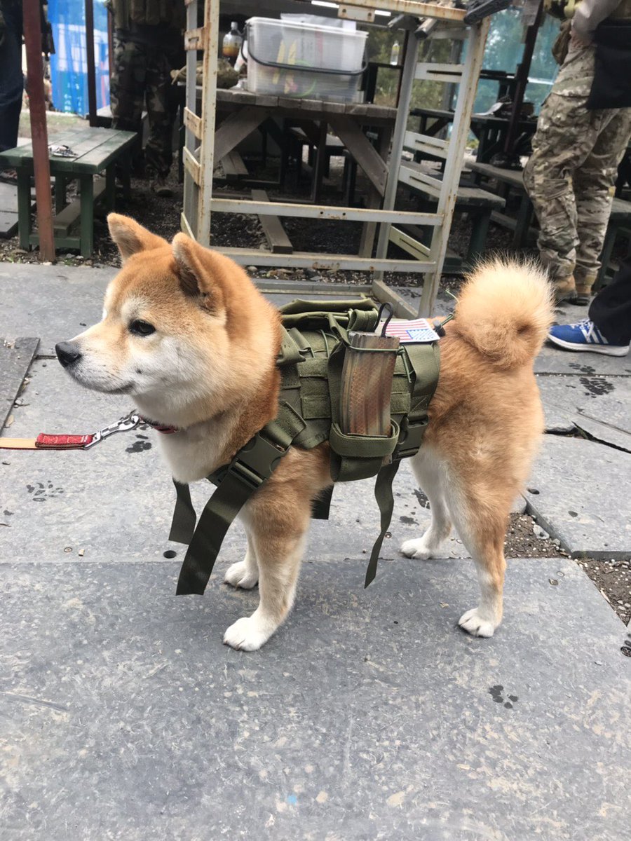 ブンブン丸 友人からの写真 サバゲフィールドにいたタクティカルイッヌ なにこれやだかわいい メタルマックスのポチかよ