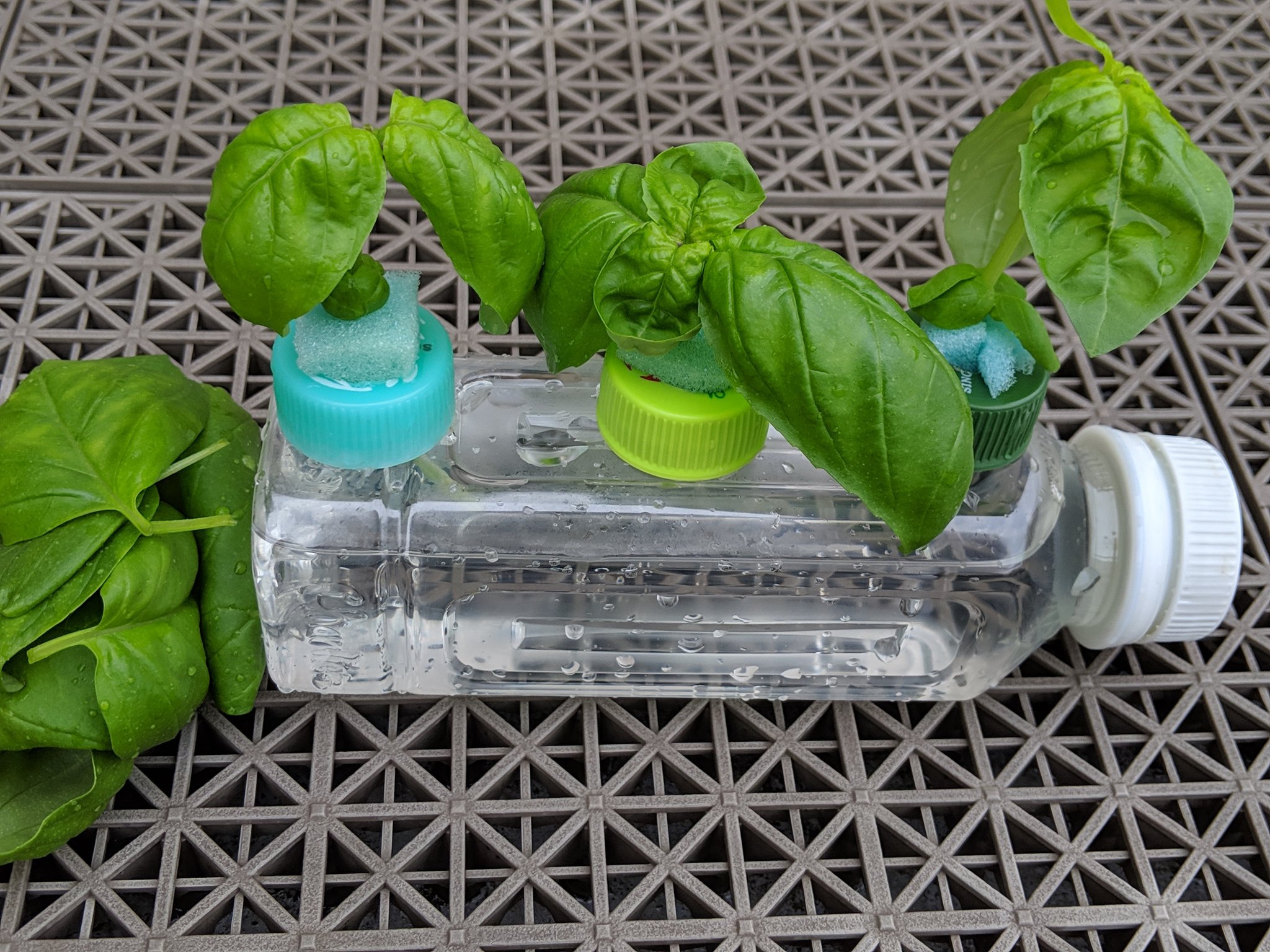 توییتر Cottoncolo در توییتر バジルと青シソの水耕栽培 プラカップに移植して1週間 地上部の変化はないけど発根が進んで一安心 T Co Aejo5iqrrs