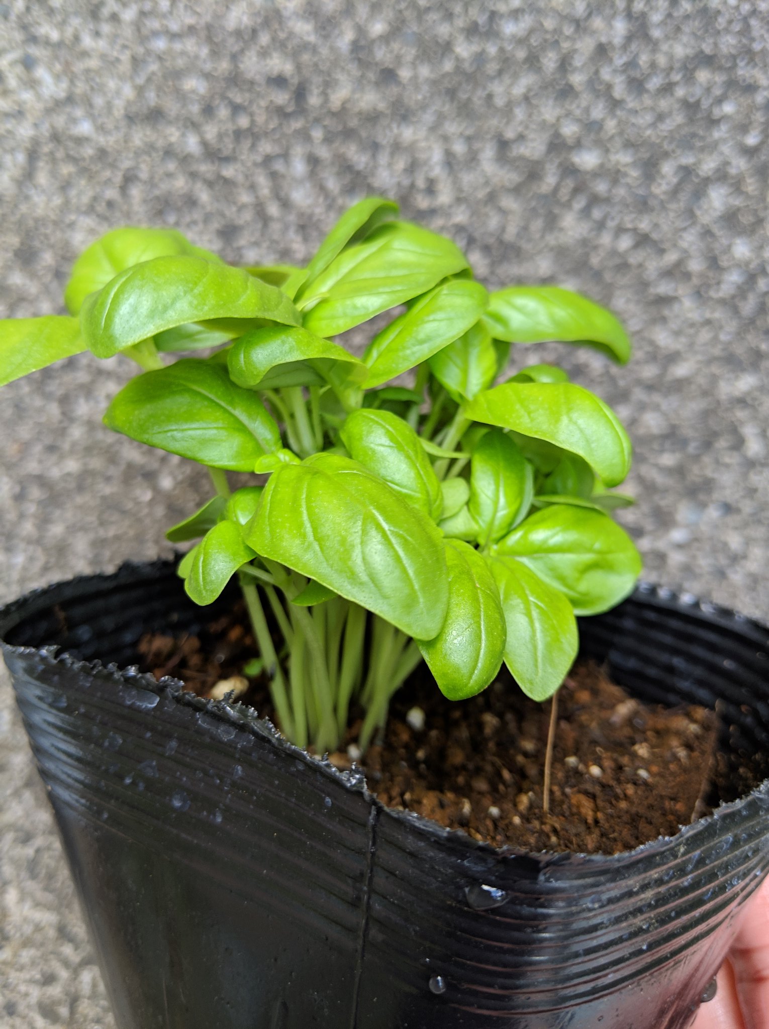 Cottoncolo プラカップ 水耕栽培 バジル バジルは水切れさえ起こさなければ適当で育つね もっと小さな容器でもok 若い葉っぱが柔らかいので摘芯兼ねて収穫 挿し芽でたくさん増えて水奴隷一直線w ご近所さんに配布して少し楽になりました T