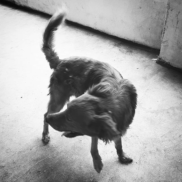 daniloalmeida's tweet image. Alive and well 🐾📸 #mutt #rescuedog bit.ly/2PAzU6i