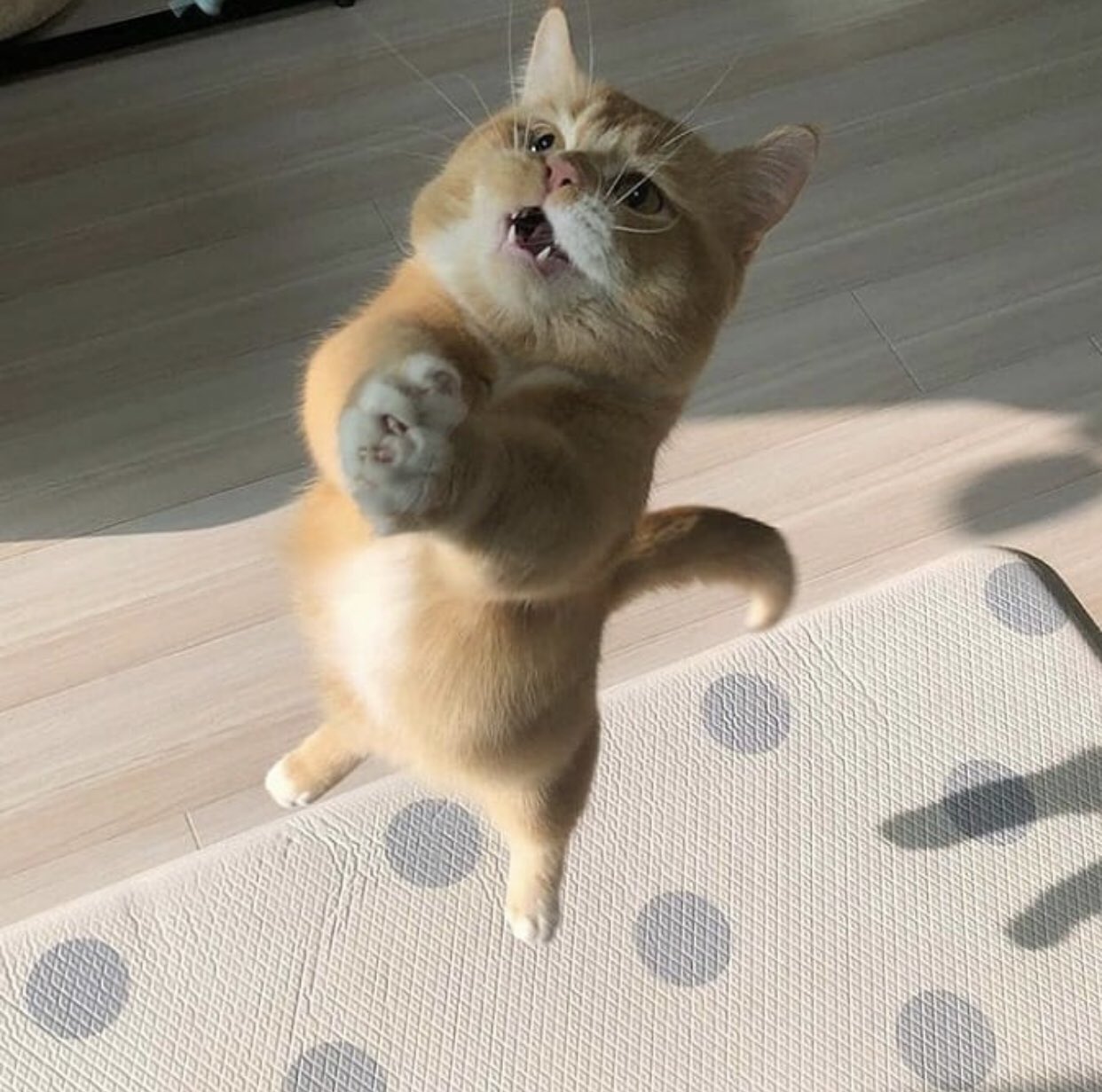 Просящий котик
