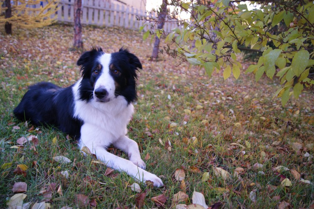 Dog_N_Treats's tweet photo. Things To Note During Spring Time For Dogs - https://t.co/Ls5xCcBgyi https://t.co/Mb8WjoDtZo
