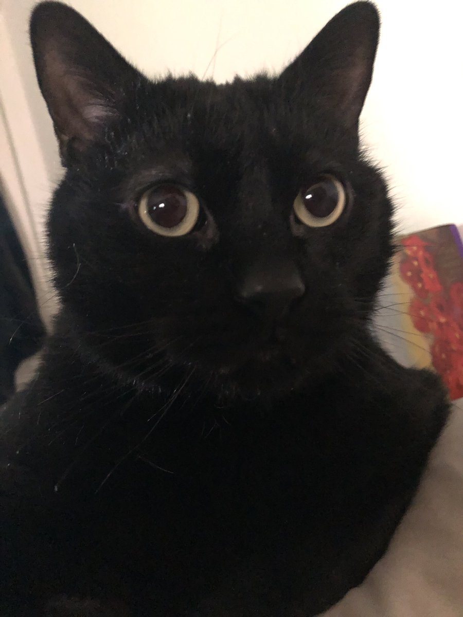 Our cat Dubbies is a supermodel, actor, singer (tenor), and comedian for hire 😊😻⭐️