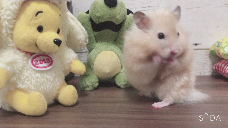 最新可愛い ハムスター の 写真 最高の壁紙コレクション