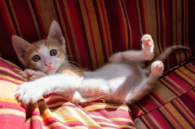 Mugzemet's tweet photo. I AM #REN ❣️
.
.
.
#Ren #Cat #IamRen #Kitten #Male
#bestmeow #cat_features #catsloversworldworld #catsofisrael #catsofinstagram #excellent_cats #nature_cuties #pets_perfection #cataddictsclub https://t.co/N8zLIriiiu https://t.co/1TtTP4nkRr