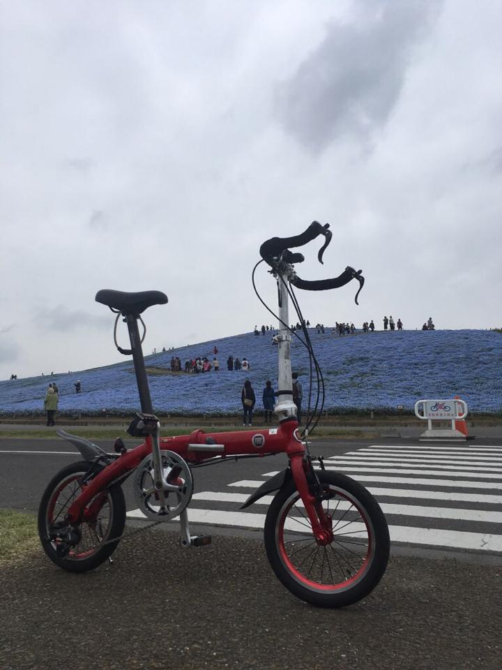 kyoten's tweet photo. 24日のひたち海浜公園のネモフィラとFIAT FDB140(勝手ABARTH) #FDB140 https://t.co/6wkmIF3Bbe