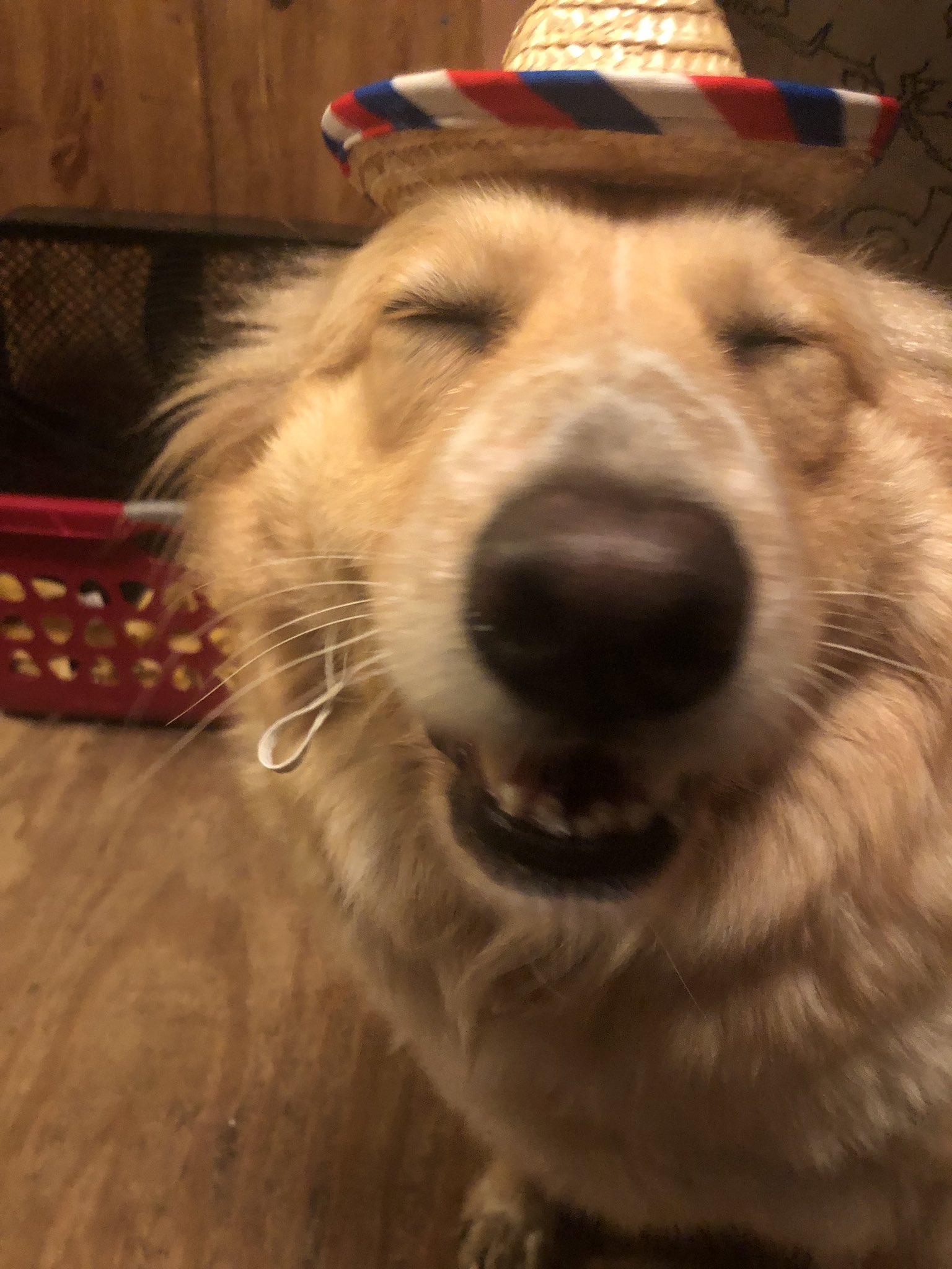 Tina Valkyrae Here S My Happy Dog Wearing A Sombrero T Co K2xhkwjtsf Twitter Tina Valkyrae Here S My Happy Dog Wearing A Sombrero T Co K2xhkwjtsf Twitter