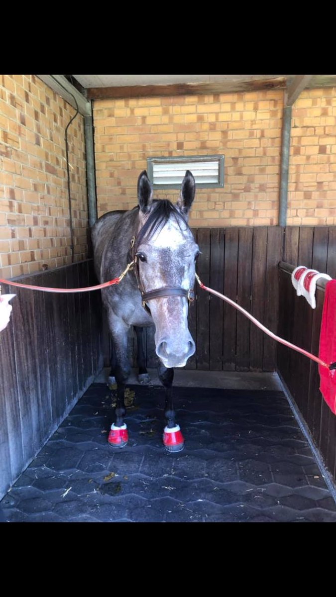 MickDehlsen05's tweet photo. Good Luck to our beautiful grey Star Missile in the Group 3 Chairmanโs Stakes @SAJockeyClub
#hancoxracing
๐ธ @GregEurell https://t.co/iNDztBHT6L