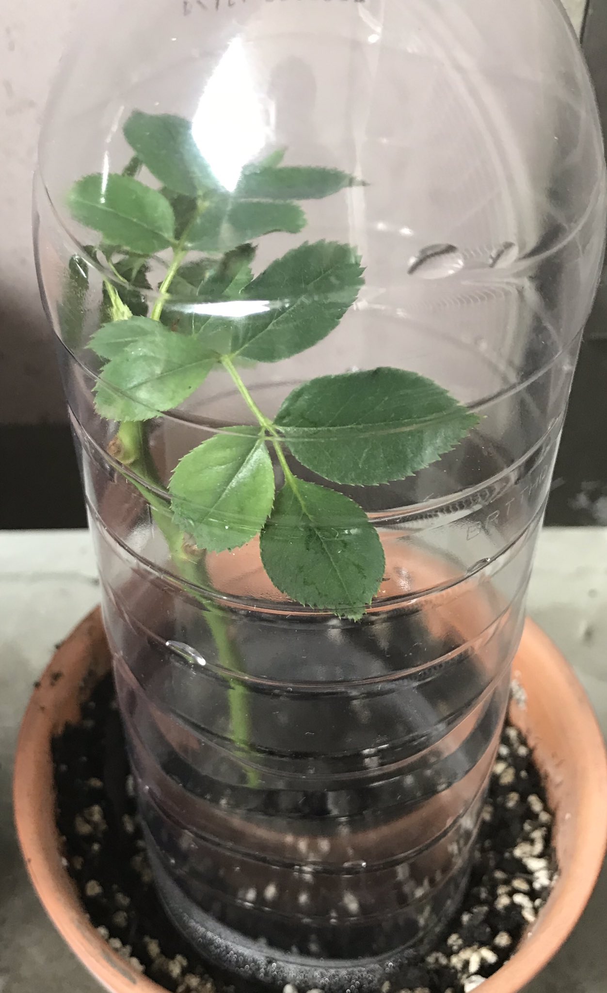 ひっそり 庶 民 に切り花の薔薇 を挿し木 基本 変化球 気まぐれ なんでも刺せばいいという訳じゃない じゃがいもvs薔薇 ハッシュタグに絵文字と句読点はダメだと知りました 残念 Vs 薔薇 じゃがいも勝つ か薔薇が咲くか T Co