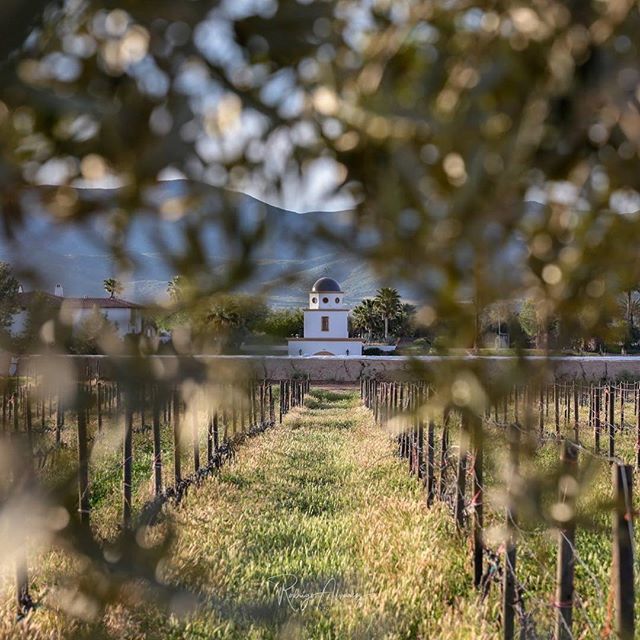 bigfootrod's tweet photo. Adobe Guadalupe Vineyard •
•
•
•
•
#winery #vineyard #winetasting #wines #winetime #winestagram #winelover #vin #wineoclock #instawine #wineporn #winecountry #winelovers #vinho #vinhos #wein #vino #wine #vineyards #redwine #wineglass #winetour #w… https://t.co/PmJTDfMP2C https://t.co/bBY839XOaS