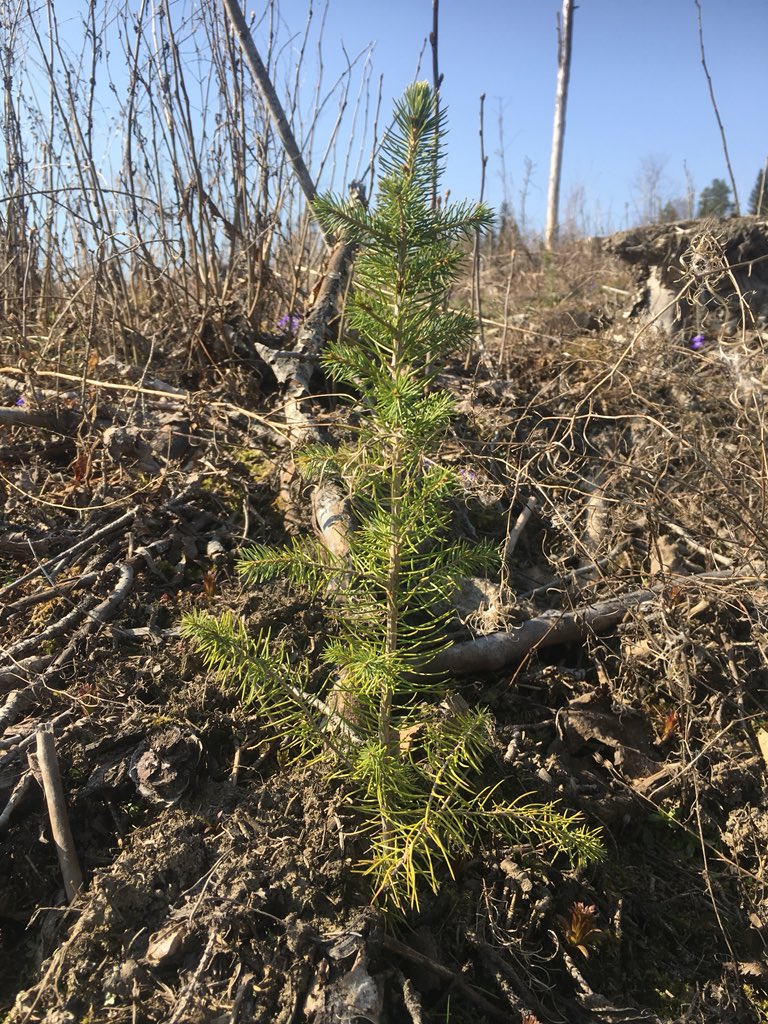 #kuusi taimet hienossa kunnossa talven jäljiltä. Tehokas #metsä hoito on ympäristöteko ja tämäkin hakattu ala muuttuu hiilensitojaksi.