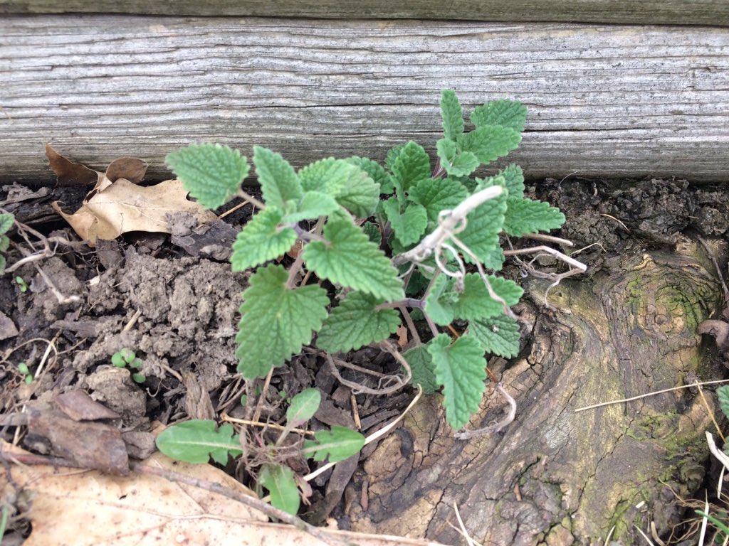 CrackForKitty's tweet image. Catnip is growing all over the place! #crackforkitty #catnip #organiccatnip #nongmocatnip #pesticidefreecatnip