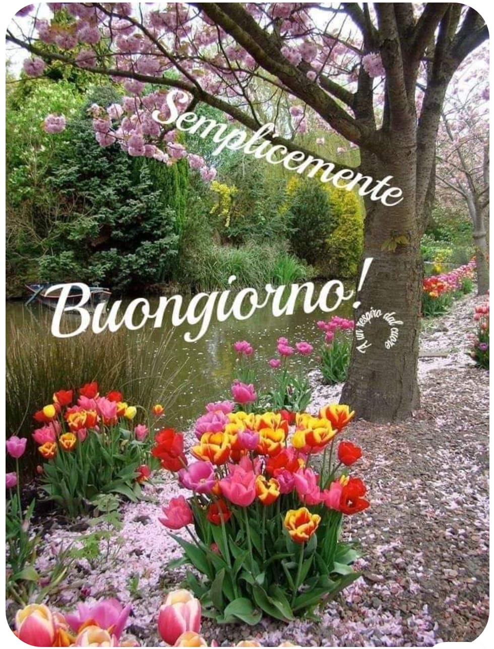 Elvira Di Cori on Twitter: "@Anitamia48 buongiorno e buon sabato fiorito e  dai mille colori! ????… "