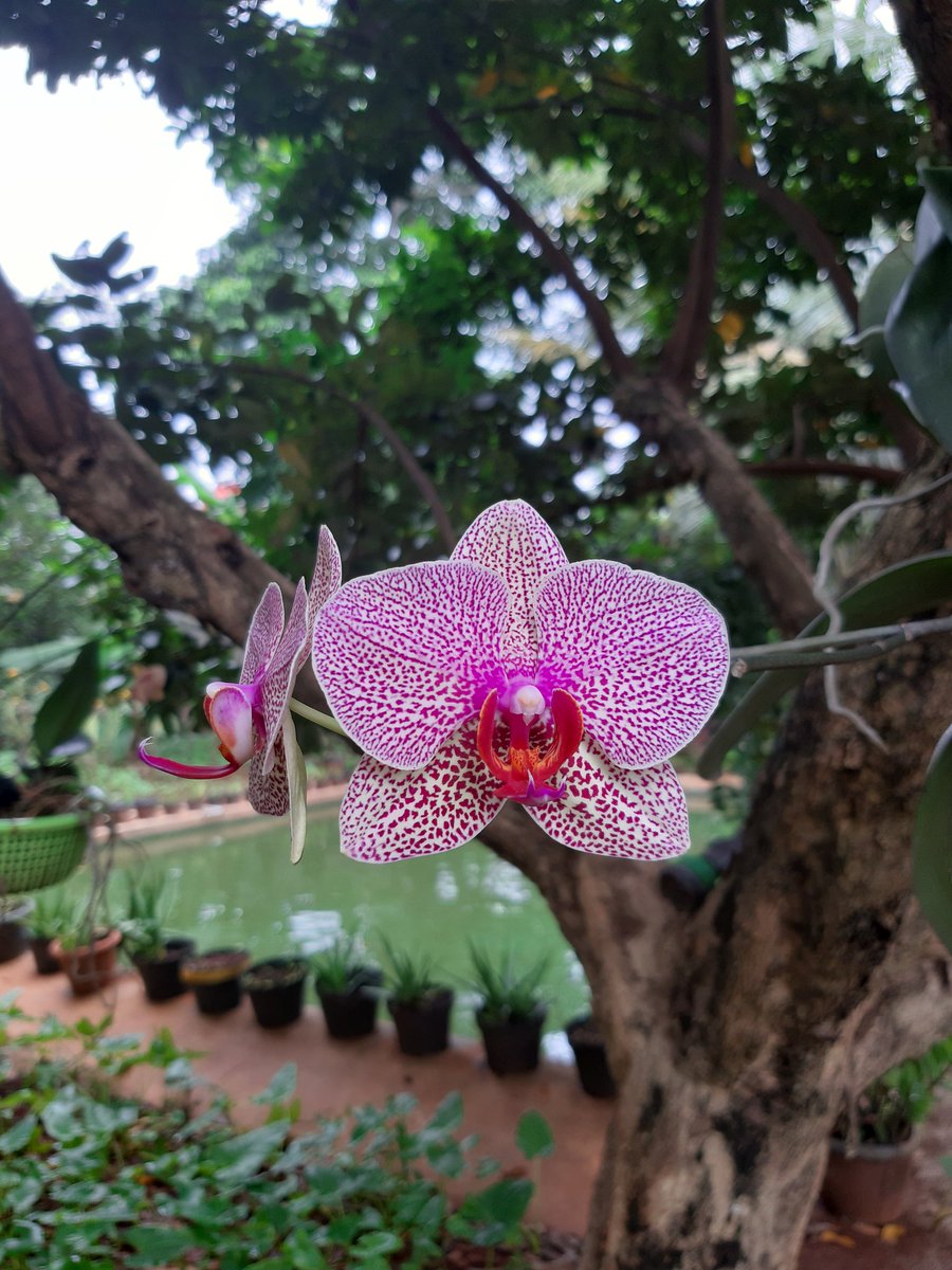 teguhwiidodo's tweet photo. Blooming #withGalaxy 

@samsungID A7 2018 https://t.co/EG5Gx87U8n