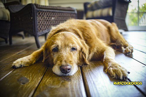 Dogs on welfare–“Dogs are NOT Eligible, Ma’am!!” waycooldogs.com/dogs-on-welfar…