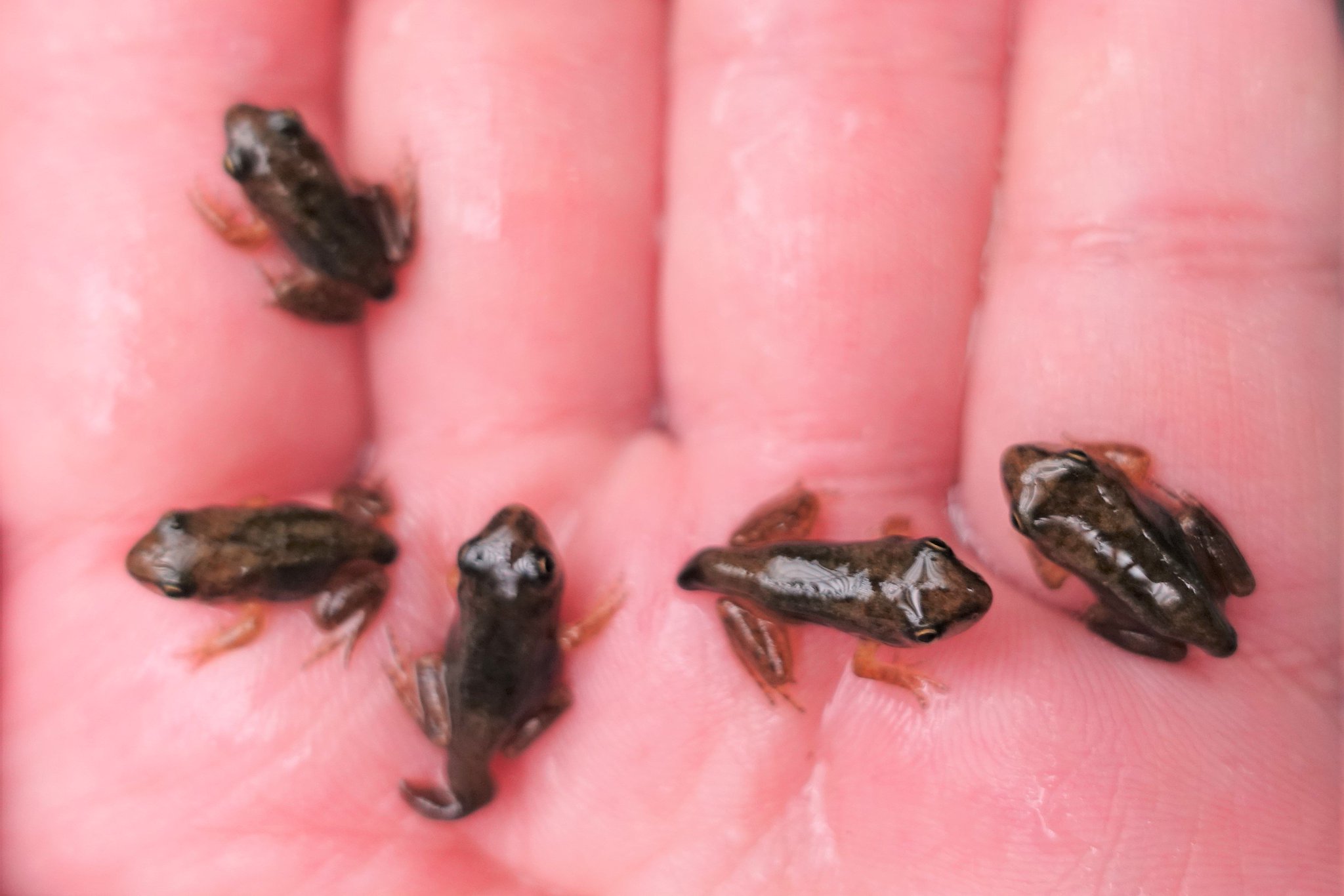 Twitter 上的 井の頭自然文化園 公式 今年の1月25日に卵が産まれていたニホンアカガエルですが 無事オタマジャクシの時期を乗り切り カエルとして上陸を始めました T Co E4wz7a4v0h Twitter