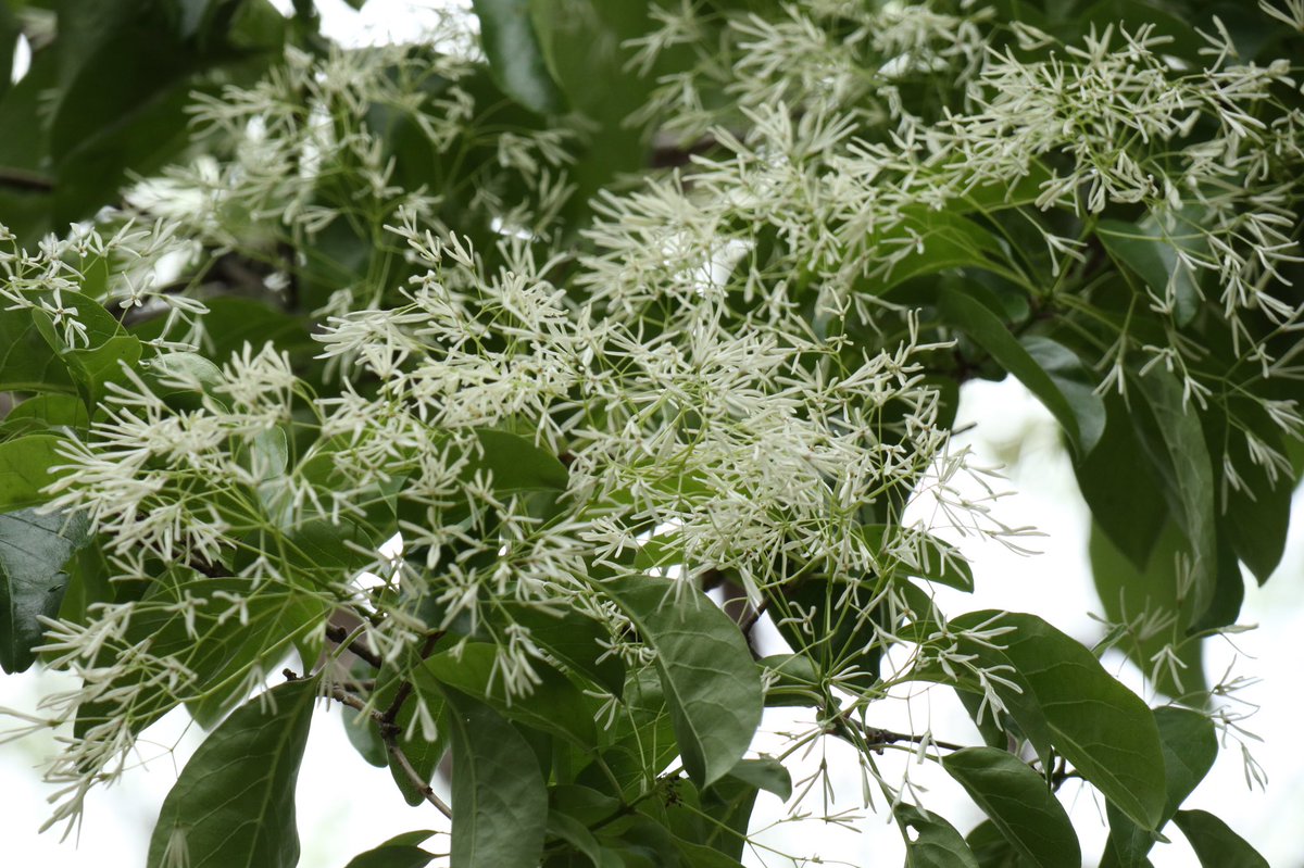 ナンジャモンジャの木 Twitter Search