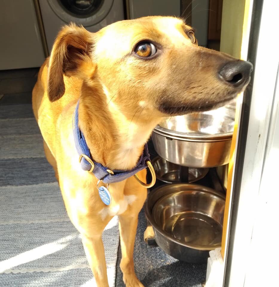 Norfolk Greyhound tweet media