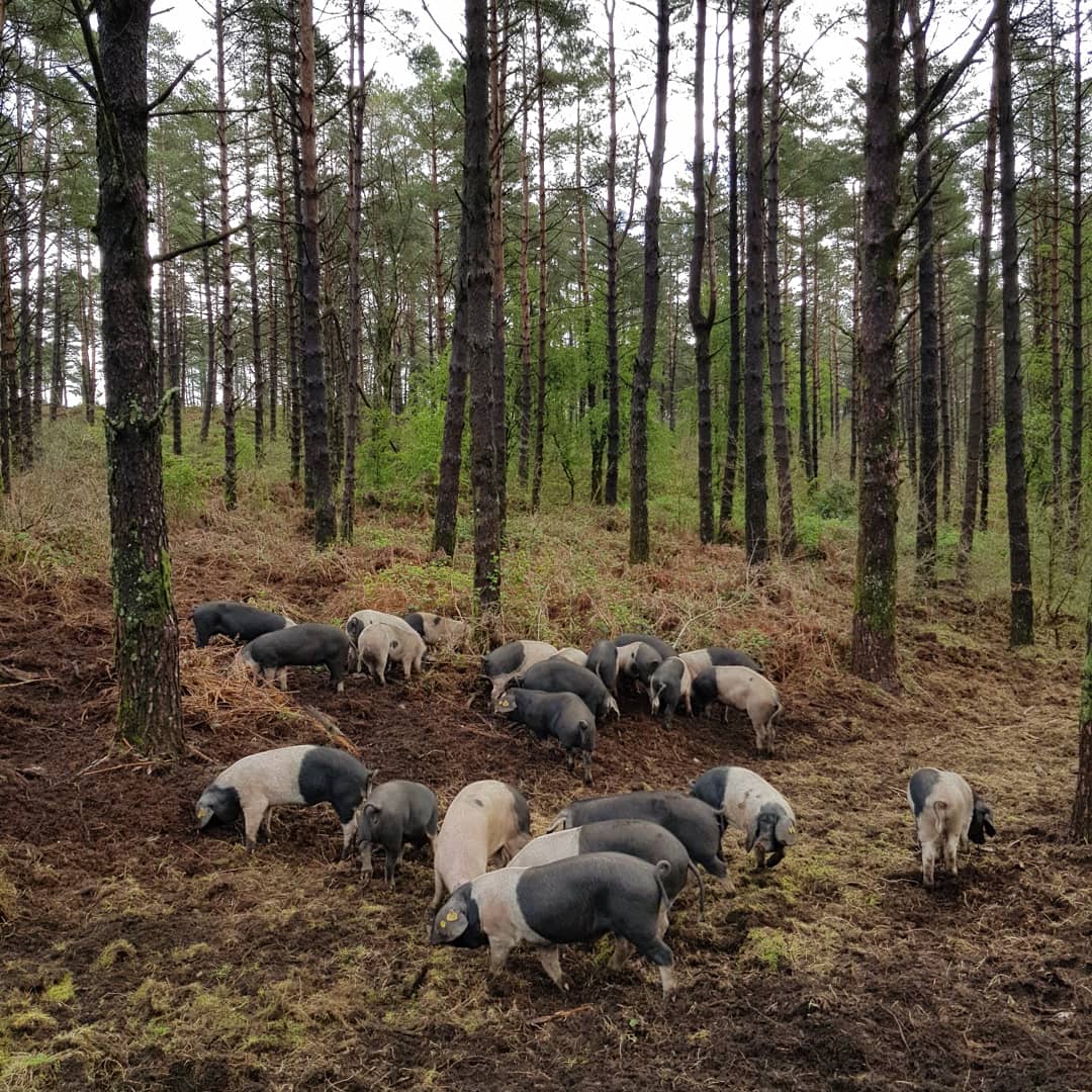ASOPORCEL's tweet photo. ✅ As veces unha imaxe dice mais que todo canto poidamos falar. 
E cando dicimos que o Porco celta🐷 é unha das mellores maneiras de apagar os lumes 🔥🚫e de conservar a paisaxe galega🌾🌲, podemos amosalo cunha sola ollada🧐.
➡️https://t.co/ztDjSLmPH5
#porcocelta #silvopastoreo https://t.co/C7ktRE8nVM