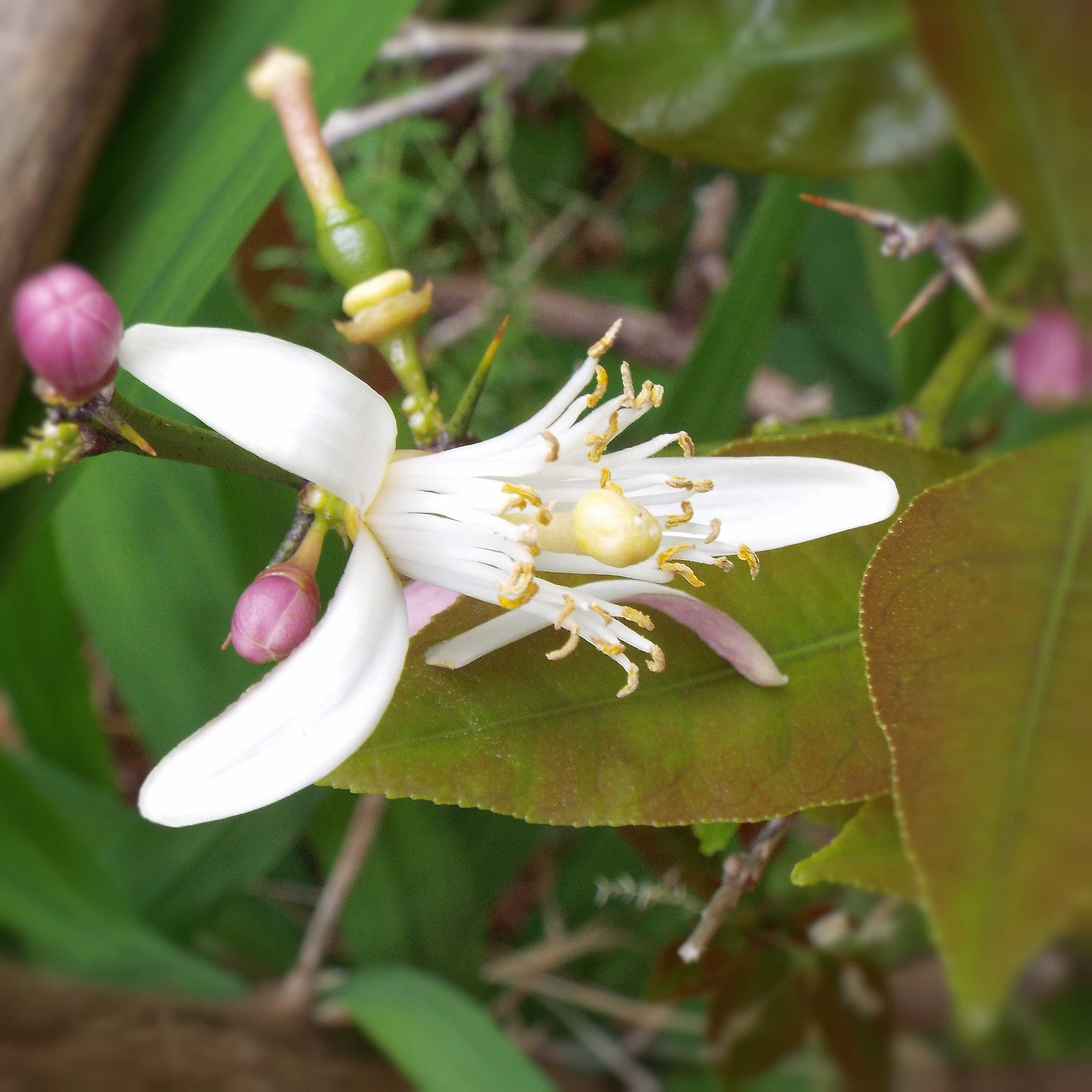 綺麗な花には Twitter Search Twitter