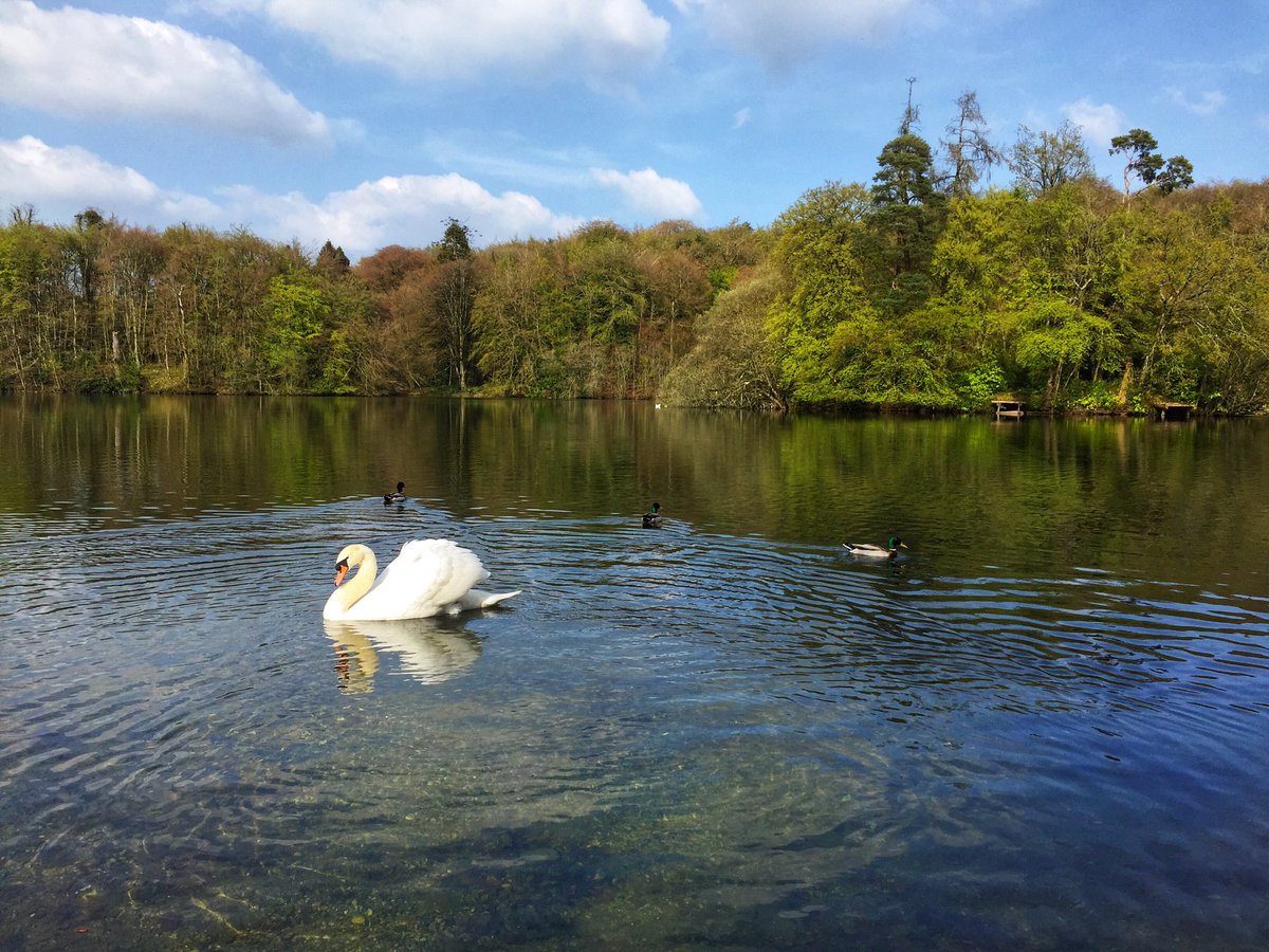 Swan Lake - The Masslough, Ballinakill!
#irishscenery #irishlakes #swan