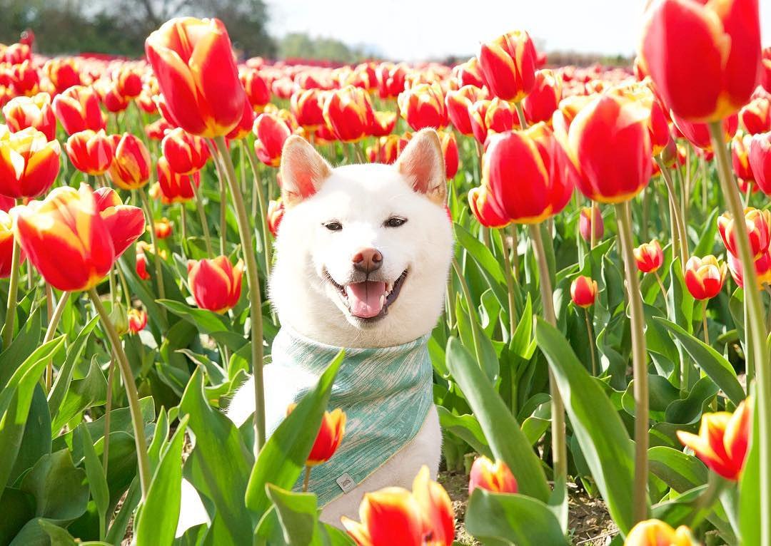 Save The Animals tweet media