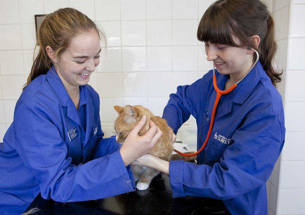 Happy #WorldVeterinaryDay to all our vet students! We can't wait to see our first cohort of veterinary students graduate this summer #ForeverSurrey #UniofSurrey