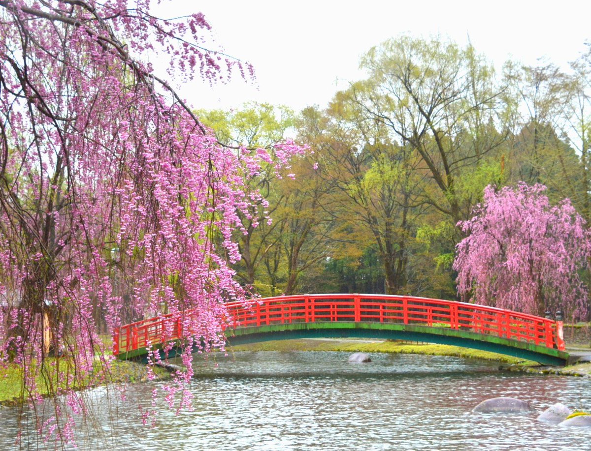 スカイｄｊ Twitterren 越後湯沢は桜が満開 雨の中 サクラが見頃を迎えている湯沢中央公園 に行ってきたのだけど ソメイヨシノみたいに淡い色の品種ではないので 鈍色の空でも充分に映えて美しい 雨の中 誰もいない公園でさくらを愛でるのも乙なものさ